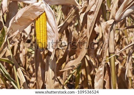 Mellow corn, corn stalk background