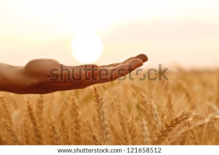 Woman\'s hand holding the sun over wheat field.
