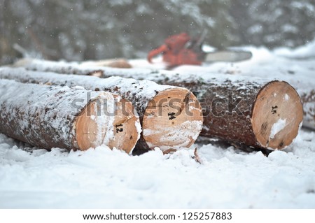 Numbered tree trunks ready for export. Winter time, chain saw background