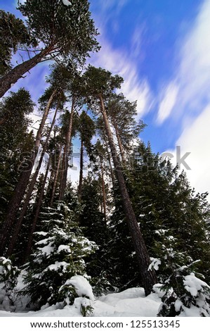 Long pine trees, winter time. Moving clouds, low angle view