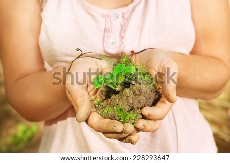 Woman\'s hands holding strawberry in dirt