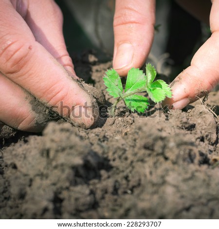 Hands seeding strawberry in the dirt