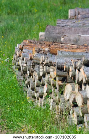 Spruce Timber Logging in Forest, Poland