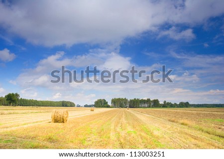 Polish country landscape, summer