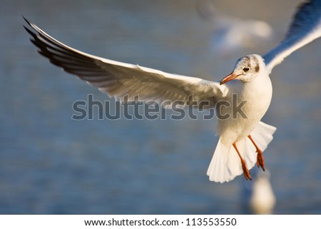 flying seagull in action