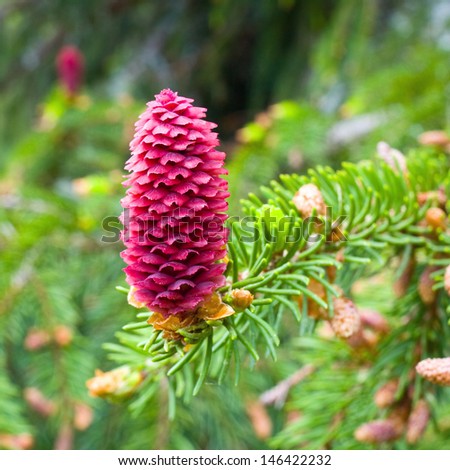 Spruce tree branch with young cones