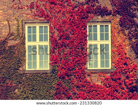 Climbing vines of ivy on a house, vintage look