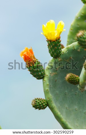 Bright yellow and orange flower of Prickly Pear (Chollas) cactus