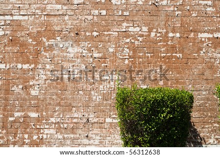 Brick wall and trimmed hedge