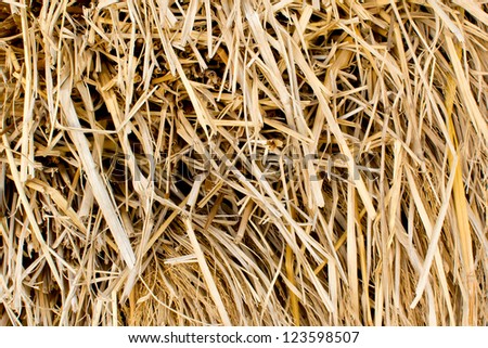 Texture Rice Straw  for background