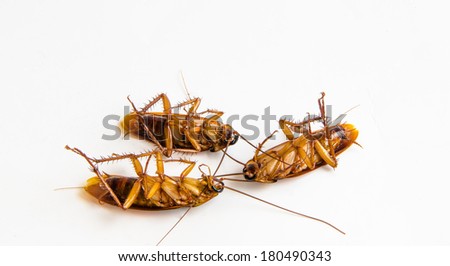 Dead-cockroaches