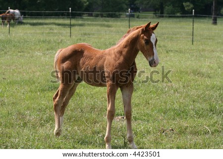 Horse Baby Pictures