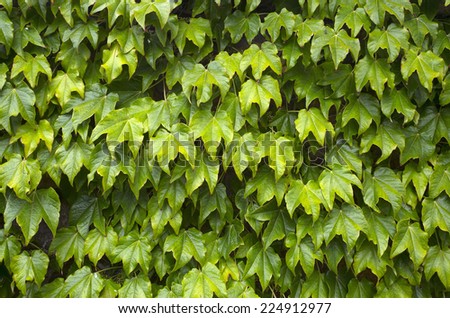 Grapes leaves background