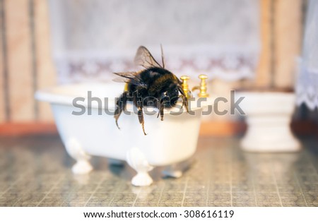 Scenes from the life of bumblebee family. Macro concept.