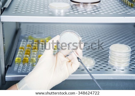 Microbiologist hand cultivating a petri dish whit inoculation loops, beside autoclave for sterilising surgical and other instruments inside.
