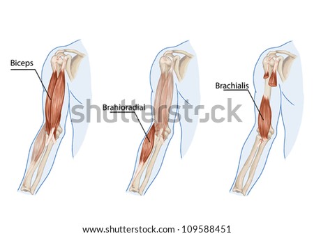 Brachioradialis Muscle