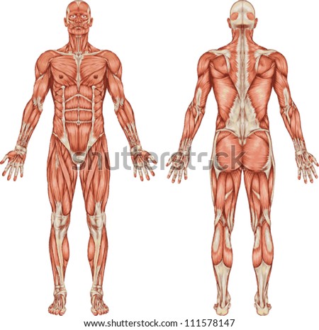stock-vector-anatomy-of-male-muscular-system-posterior-and-anterior-view-full-body-111578147.jpg