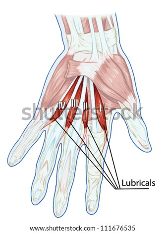 Anatomy Of Muscular System Ã¢Â?Â? Hand, Palm Muscle - Tendons ...