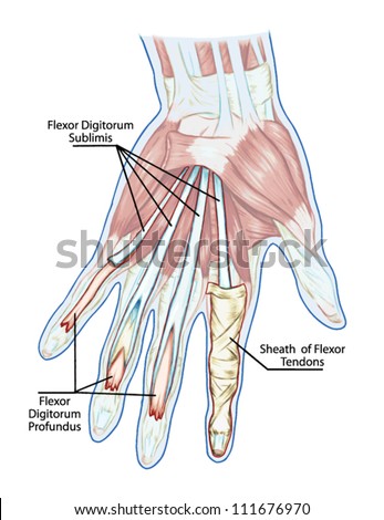 Muscular System Hand