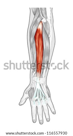 Anatomy Of Muscular System Ã¢Â?Â? Hand, Forearm, Palm Muscle - Tendons