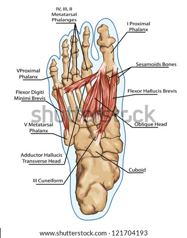 Bones And Muscles In The Foot