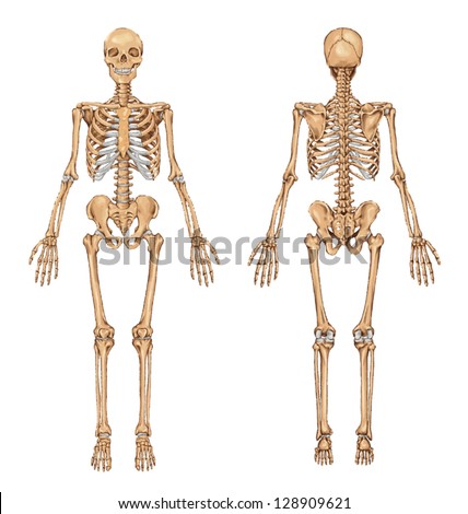 Human Skeleton From The Posterior And Anterior View - Didactic Board Of