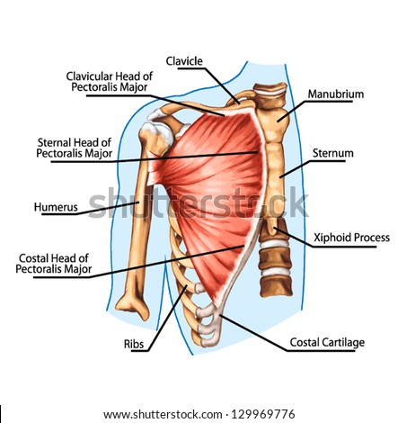 pectoralis major muscle muscles of chest thorax brisket breast bust didactic board of anatomy of human muscular system pectoralis major muscle muscles of chest thorax brisket breast bust didactic board of anatomy of human muscular system