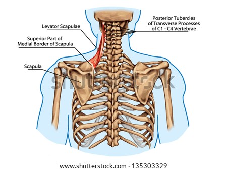 stock-vector-levator-scapulae-muscle-did