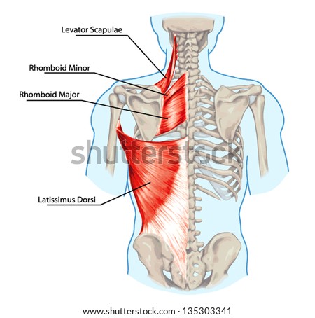 Rhomboid Minor And Rhomboid Major Levator Scapulae And Latissimus Dorsi Muscles Didactic