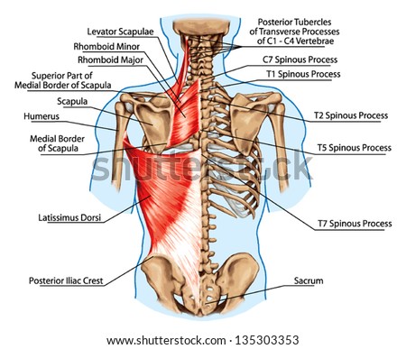 Rhomboid minor and rhomboid major levator scapulae and latissimus dorsi muscles didactic board of anatomy of human bony and muscular system posterior view Rhomboid minor and rhomboid major levator scapulae and latissimus dorsi muscles didactic board of anatomy of human bony and muscular system posterior view