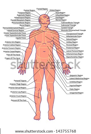 drawing, medical, didactic board of general anatomy of anatomy surface of the human body, landmarks and reference lines, body region, regional anatomy, anterior view