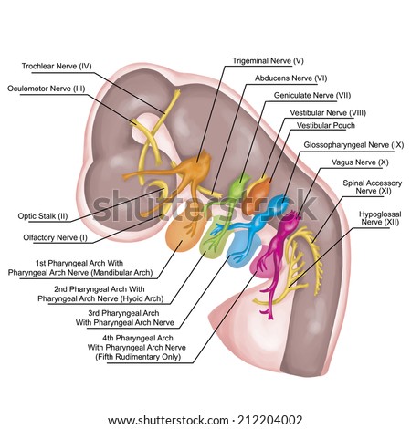 The system of pharyngeal or branchial arches afte Sadler and Drews, anlage of the embryonic pharyngeal arches with the associated nerves, embryonic development, derivates of the pharyngeal arshes