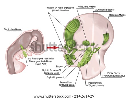 The system of pharyngeal or branchial arches afte Sadler and Drews, second hyoid embryonic pharyngeal arches with the associated nerves, muscles, skeletal derivatives, embryonic development