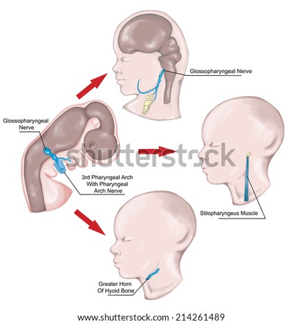 The system of pharyngeal or branchial arches afte Sadler and Drews, third pharyngeal arches with the associated nerves, muscles, skeletal derivatives, embryonic development
