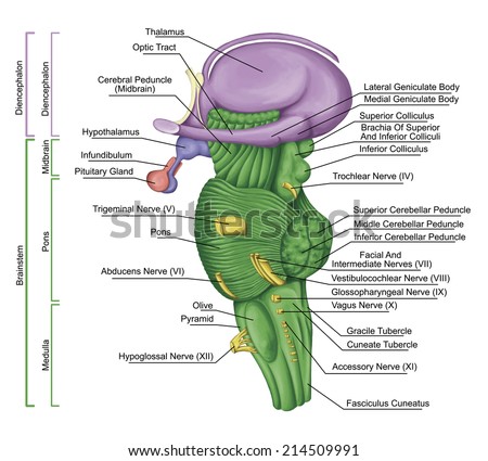 brainstem, brain stem, lateral view posterior part of the brain, adjoining and structurally continuous with the spinal cord,parts of the diencephalon,motor and sensory innervation to the face and neck