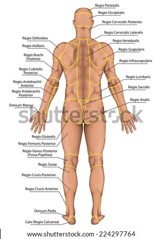 anatomical board, region of a human body, regions corporis, male, man\'s anatomical body, surface anatomy, body shapes, posterior view, full body