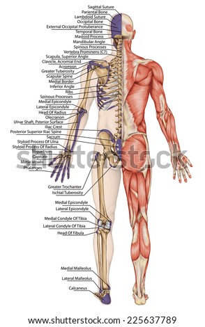 anatomical body, human skeleton, anatomy of human bony system, body surface contour and palpable bony prominences of the trunk and upper and lower limbs, posterior view, full body