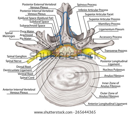 Intercostal venous and venous plexuses of the vertebral canal, second lumbar vertebra, lumbar spine, vertebral bones, vertebra, trunk wall, anatomy of human skeletal system, superior view