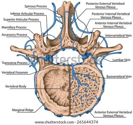 Intercostal venous and venous plexuses of the vertebral canal, second lumbar vertebra, lumbar spine, vertebral bones, vertebra, trunk wall, anatomy of human skeletal system, superior view