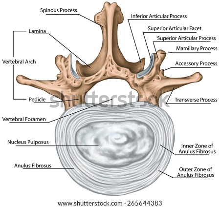 Second lumbar vertebra, lumbar spine, structure of an intervertebral disk, outer and inner zone of the anulus fibrosus, vertebral bones, vertebra, anatomy of human skeletal system, superior view