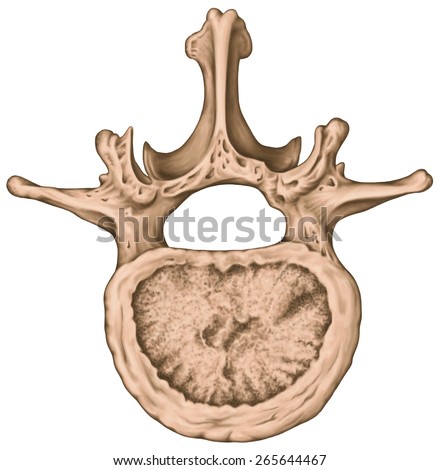 Second lumbar vertebra, lumbar spine, vertebral bones, vertebra, trunk wall, anatomy of human skeletal system, human bony system, motion segment