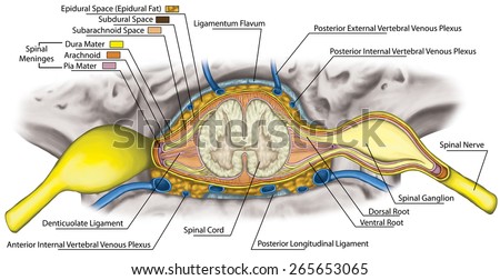 Nervous system, structure of spinal cord, lumbar spine, nerve root, lumbar vertebra, anatomy of human skeletal and nervous system, Intercostal venus and venous plexuses of vertebra