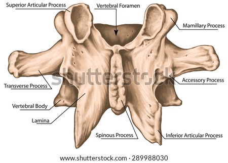 Second lumbar vertebra,  lumbar vertebrae, lumbar spine, vertebral bone, vertebra, vertebral body, superior articular, transverse, spinous, mamillary process, vertebral foramen, posterior view