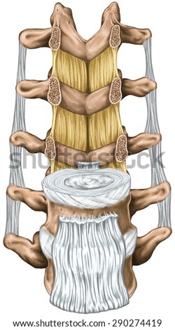 Ligaments and lumbar spine structure, the ligaments surrounding the lumbar spine,anterior longitudinal ligament, intertransverse ligaments,ligamentum flavum,anatomy of human bony system, anterior view