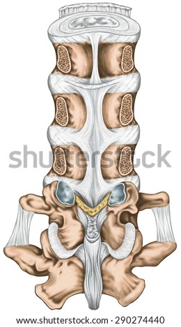 Ligaments and lumbar spine structure, the ligaments surrounding the lumbar spine, posterior longitudinal ligament, intertransverse ligaments, human bony system, human skeletal system, posterior view