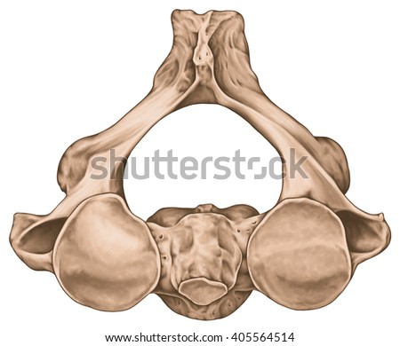 Cervical Spine, Vertebral Morphology, Second Cervical Vertebra, Axis