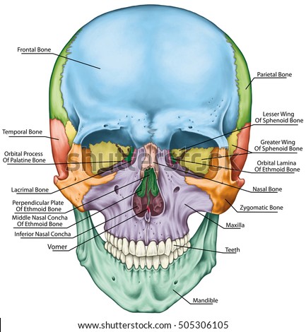 The bones of the cranium, the bones of the head, skull. The individual bones and their salient features in different colors. The names of the cranial bones. Anterior view.