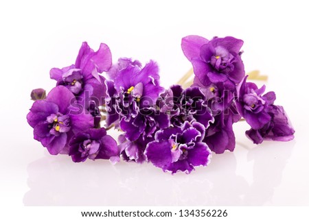 violet flower isolated on white background