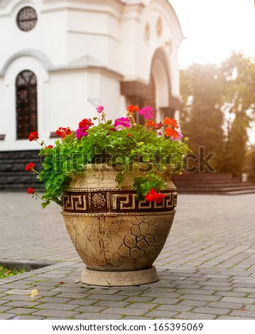 flower, flowerbed Petunia in pot