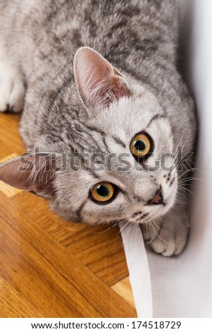 gray cat striped tabby kitten
